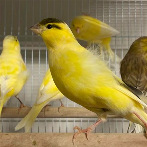 10 mixed baby canaries with crested and normal around 4 months - one crested hen ready to. . Canary for sale near me